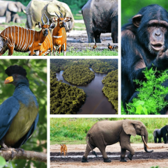 Découvrez les réserves naturelles du Cameroun : un trésor de biodiversité