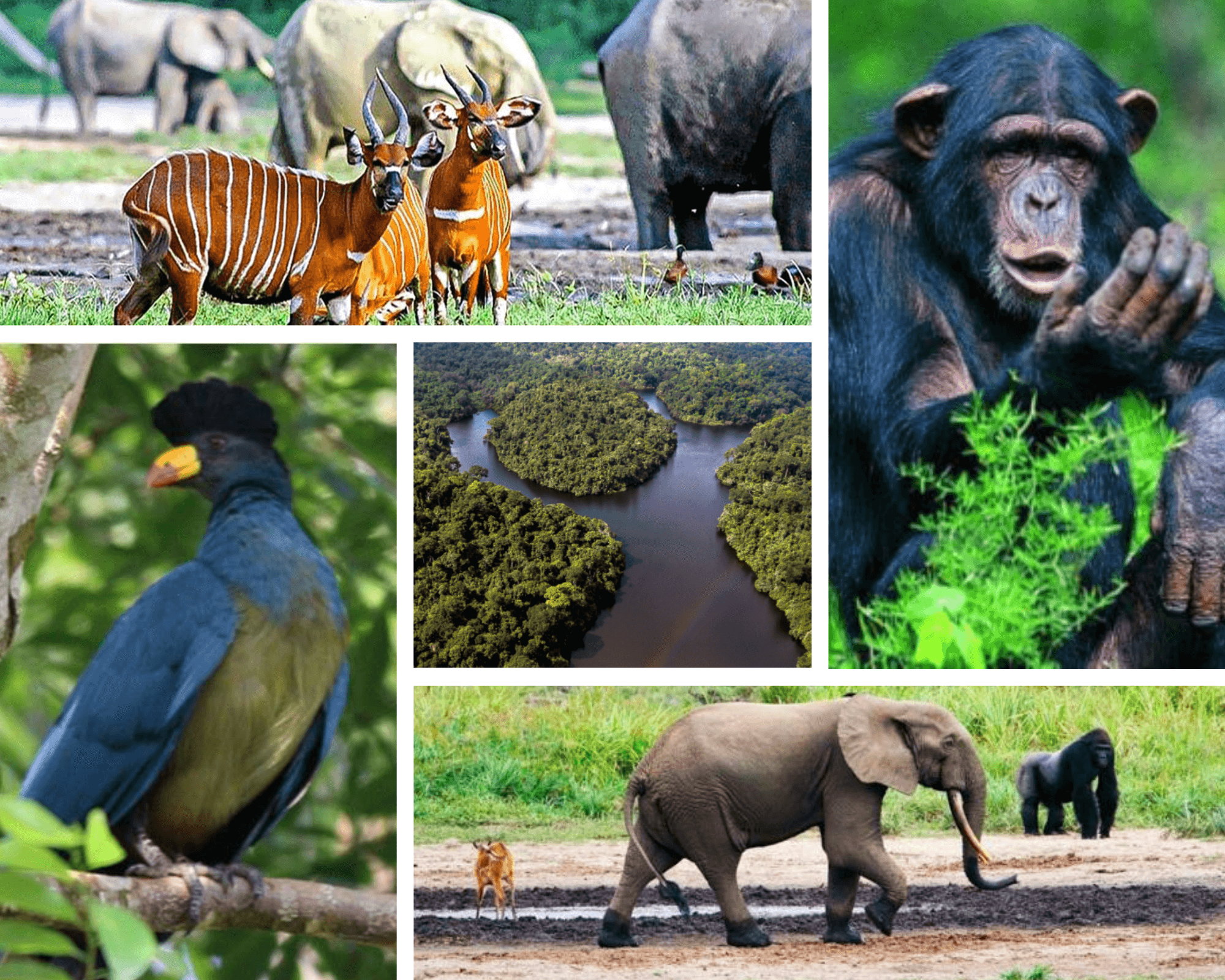 Découvrez les réserves naturelles du Cameroun : un trésor de biodiversité